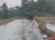 Sawah di Desa Kertawinangun  Dan Desa Nanggerangjaya  Mandirancan Kuningan Tetap Dialiri Air Saat Musim Kemarau, Petani Mulai Mengolah Lahan
