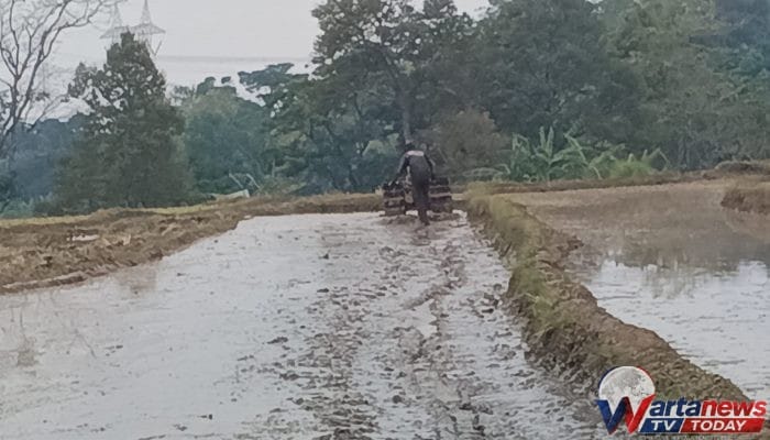Sawah di Desa Kertawinangun  Dan Desa Nanggerangjaya  Mandirancan Kuningan Tetap Dialiri Air Saat Musim Kemarau, Petani Mulai Mengolah Lahan