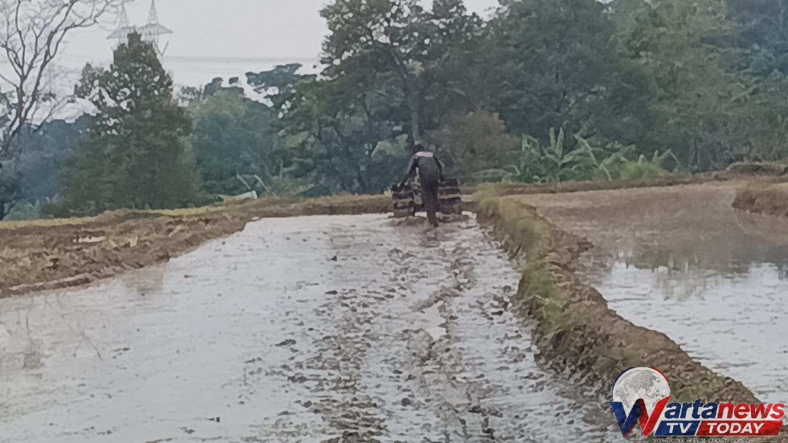Persawahan Desa Kertawinangun Kuningan masih dialiri air saat musim kemarau