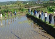 Warga Jatisari Subang Kuningan Semarakkan HUT RI ke-81  Upacara Digelar di Tengah Sawah