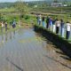 Petani dan warga Desa Jatisari mengikuti upacara serta berbagai perlombaan HUT ke-81 Kemerdekaan Republik Indonesia di area persawahan Kecamatan Subang Kabupaten Kuningan.