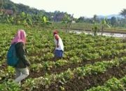 Ubi Jalar Biru Berpotensi Membantu Mengontrol Gula Darah, Ini Faktanya