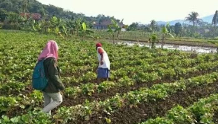 Ubi Jalar Biru Berpotensi Membantu Mengontrol Gula Darah, Ini Faktanya