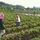Ubi jalar biru atau boled yang kaya antosianin dan berpotensi menjadi bagian dari pola makan sehat untuk membantu menjaga kadar gula darah.