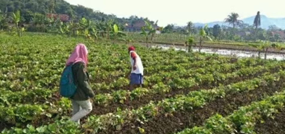 Ubi jalar biru atau boled yang kaya antosianin dan berpotensi menjadi bagian dari pola makan sehat untuk membantu menjaga kadar gula darah.