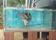Ayam Unik Bikin Heboh, Bukan di Kandang tapi Nongkrong di Akuarium *Luar Biasa “.