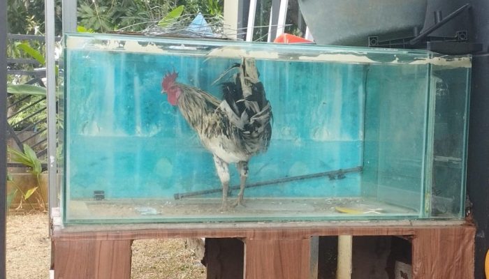 Ayam Unik Bikin Heboh, Bukan di Kandang tapi Nongkrong di Akuarium *Luar Biasa “.
