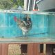 Seekor ayam terlihat berada di dalam akuarium dalam fenomena unik yang menarik perhatian