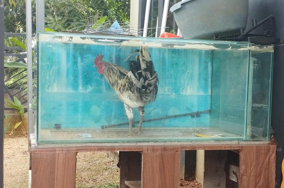 Seekor ayam terlihat berada di dalam akuarium dalam fenomena unik yang menarik perhatian