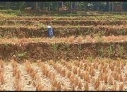 Musim Kemarau Melanda Wilayah Kunti, Kondisi Makin Mengering dan Warga Mulai Menghadapi Kesulitan Air Bersih