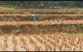 Kondisi musim kemarau di Kunti menyebabkan sumber air menyusut dan lahan mengering
