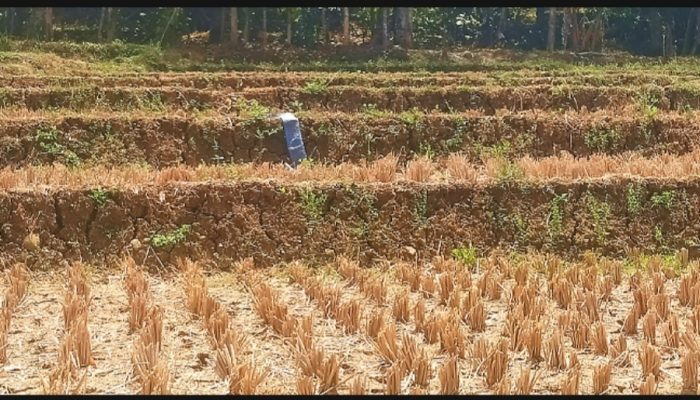 Musim Kemarau Melanda Wilayah Kunti, Kondisi Makin Mengering dan Warga Mulai Menghadapi Kesulitan Air Bersih