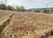 Persawahan Desa Cihanjaro Kuningan Mengalami Kekeringan Akibat Kemarau Panjang