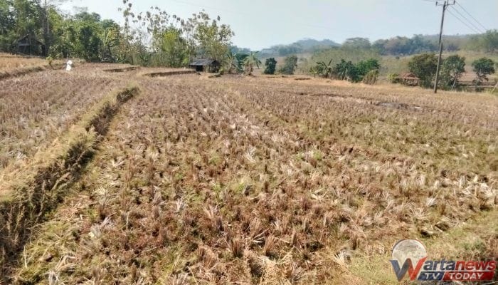 Persawahan Desa Cihanjaro Kuningan Mengalami Kekeringan Akibat Kemarau Panjang