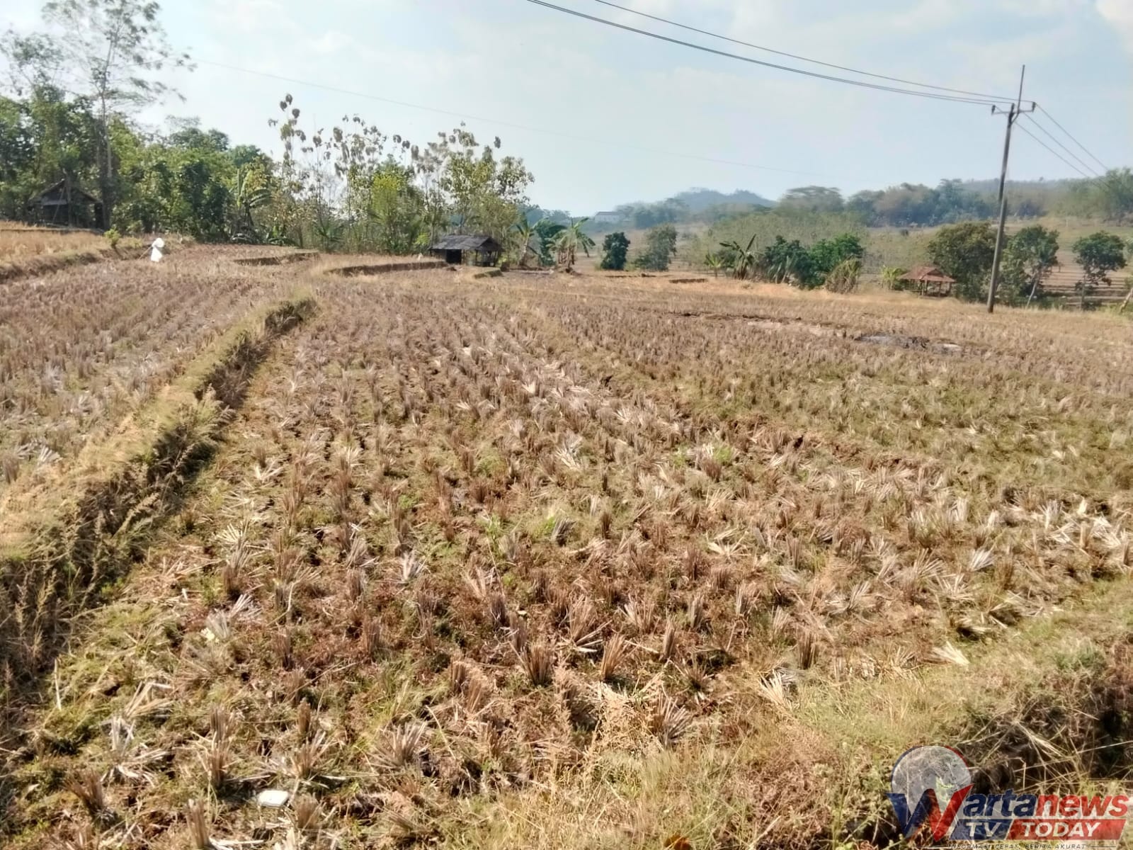 Kondisi persawahan Desa Cihanjaro Karangkancana yang mengalami kekeringan saat musim kemarau