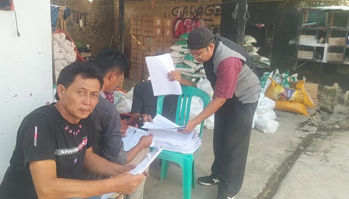 Produktivitas Ubi Jalar Melonjak, Demplot Bakti Taskin Kuningan Capai 45 Ton per Hektare