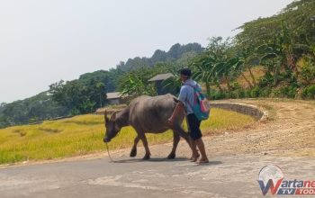 Kerbau Mulai Tersisih, Traktor Jadi Andalan Petani 