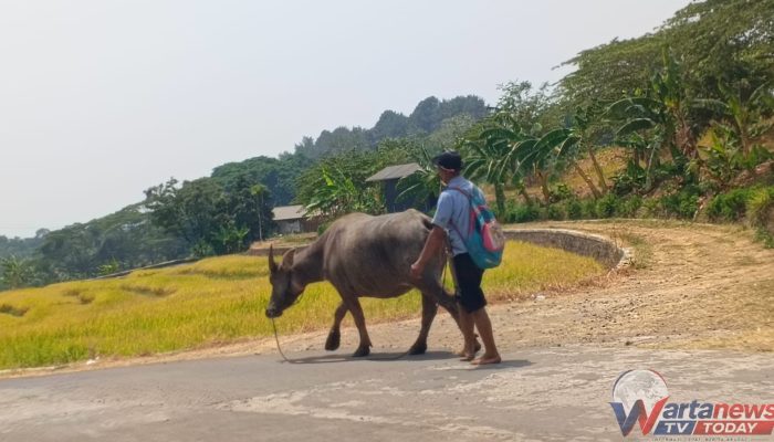 Kerbau Mulai Tersisih, Traktor Jadi Andalan Petani 