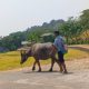 Traktor mengolah sawah menggantikan kerbau dalam pertanian Kuningan