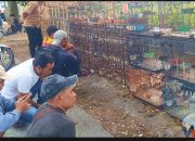 Mengenal Bewok Alias Sueb, Pecinta Burung Kuningan yang Aktif Bangun Silaturahmi
