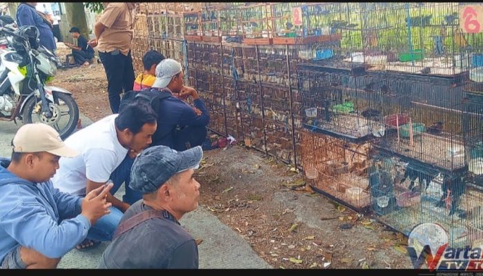 Mengenal Bewok Alias Sueb, Pecinta Burung Kuningan yang Aktif Bangun Silaturahmi