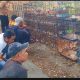 Bewok alias Sueb sosok pecinta burung di Kuningan