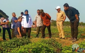 Dorong Swasembada Pangan, Kementerian Pangan dan Bappenas Tinjau Kawasan Ubi Jalar 295 Hektare