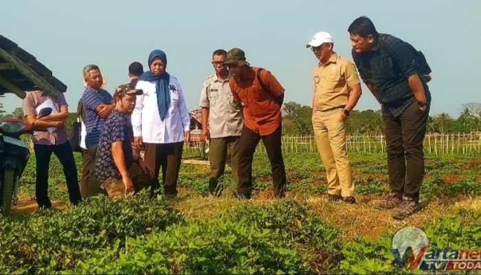 Dorong Swasembada Pangan, Kementerian Pangan dan Bappenas Tinjau Kawasan Ubi Jalar 295 Hektare