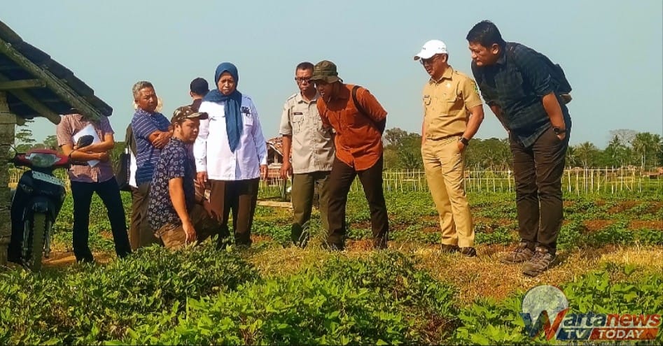 Monitoring kawasan pengembangan ubi jalar seluas 295 hektare di Kabupaten Kuningan