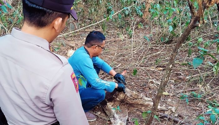 Tengkorak Manusia Ditemukan di Area Perkebunan di desa Sukamukti Jalaksana , Kuningan
