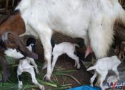 Tiga Anak Kambing Lahir Unik di Kuningan, Diberi Nama Devi, Emod, dan Sahrul Khan