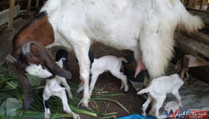 Tiga Anak Kambing Lahir Unik di Kuningan, Diberi Nama Devi, Emod, dan Sahrul Khan