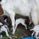 Tiga anak kambing yang lahir sekaligus di Kabupaten Kuningan dan diberi nama Devi, Emod, serta Sahrul Khan.