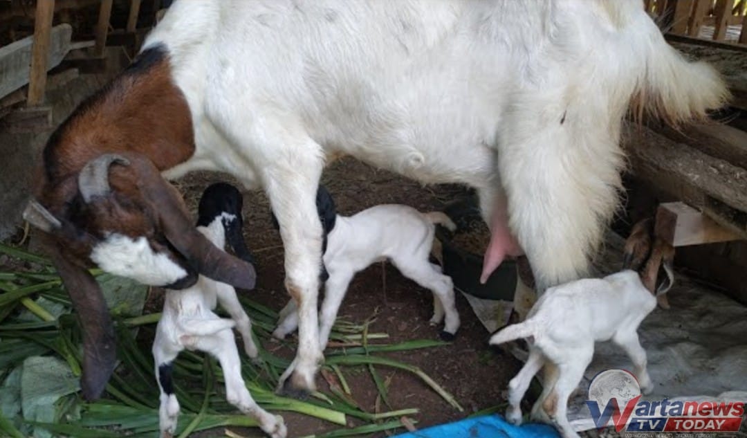Tiga anak kambing yang lahir sekaligus di Kabupaten Kuningan dan diberi nama Devi, Emod, serta Sahrul Khan.